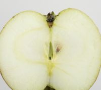 Bellida Apple